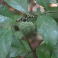 <i>Dichapetalum gelonioides</i>  (Roxb.) Engl.